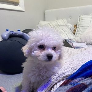 Meet your Posher, Julia